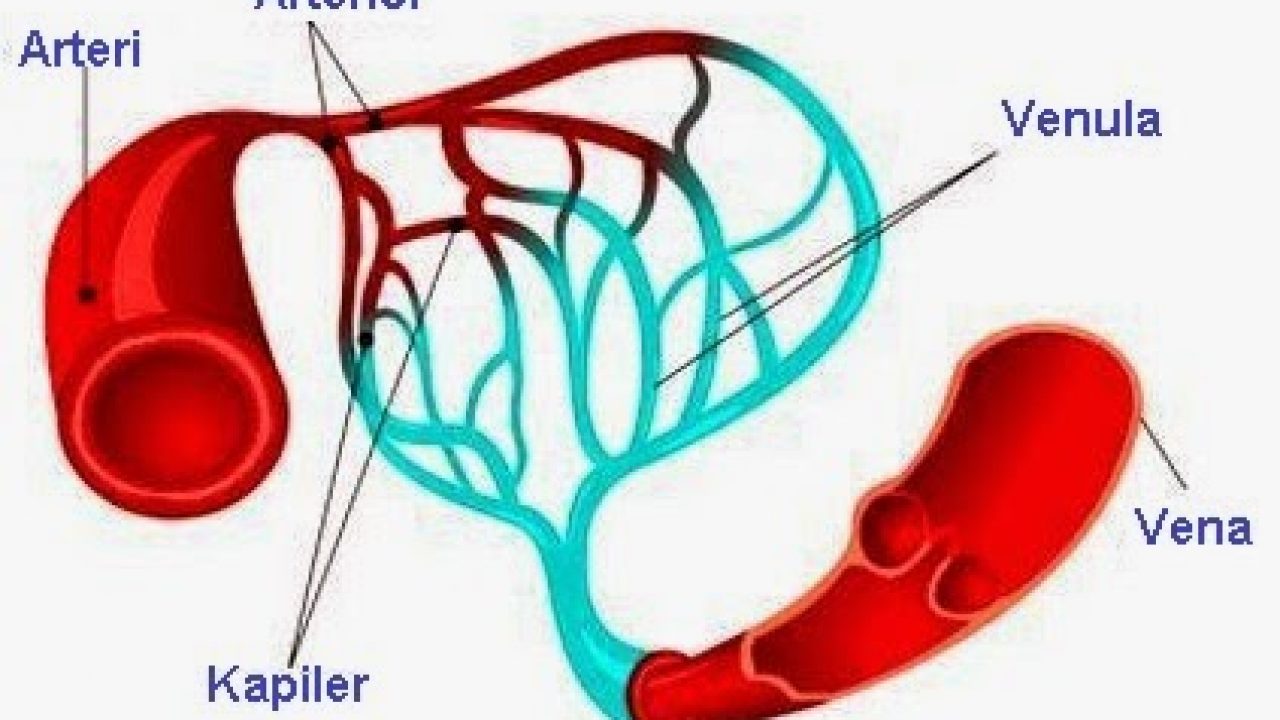 Detail Gambar Pembuluh Kapiler Nomer 3