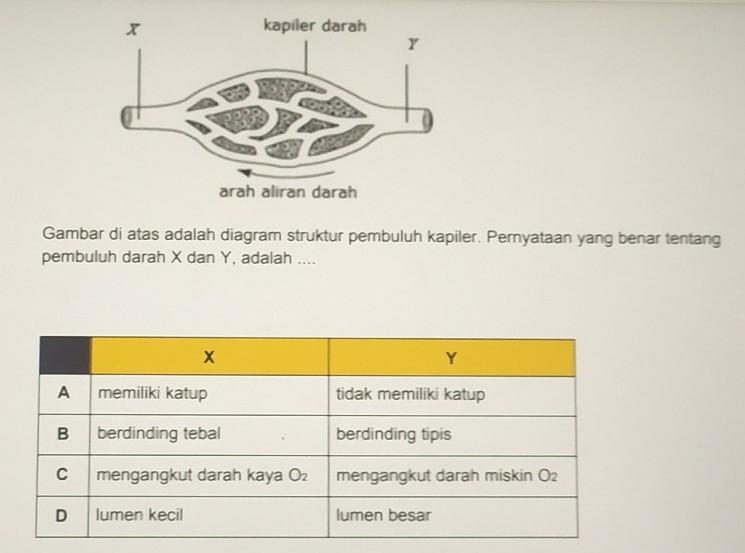 Detail Gambar Pembuluh Kapiler Nomer 29