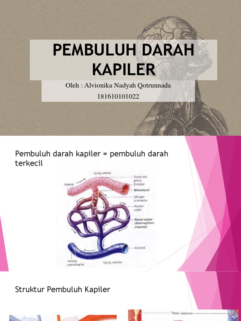 Detail Gambar Pembuluh Kapiler Nomer 32