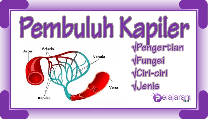 Detail Gambar Pembuluh Kapiler Nomer 5