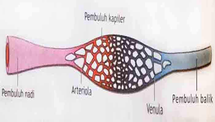 Detail Gambar Pembuluh Kapiler Nomer 38