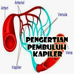 Detail Gambar Pembuluh Kapiler Nomer 6