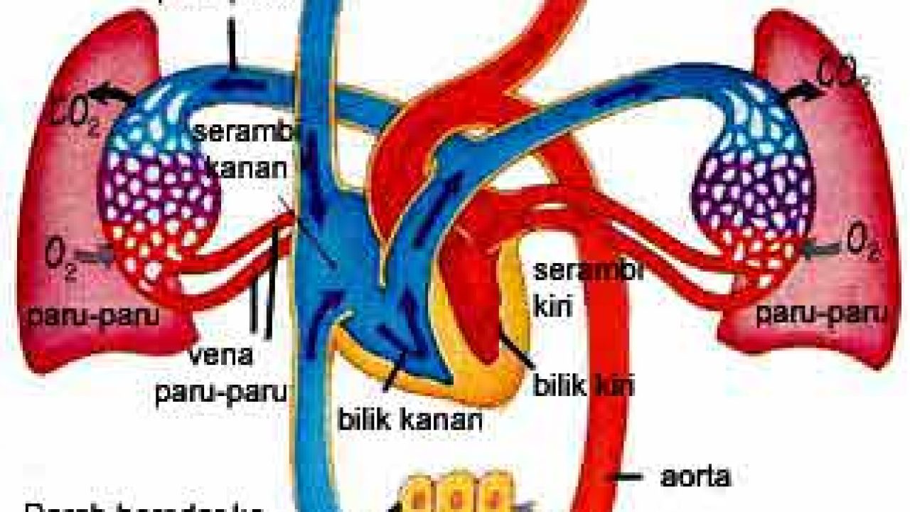 Detail Gambar Pembuluh Kapiler Nomer 41