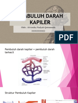 Detail Gambar Pembuluh Kapiler Nomer 43