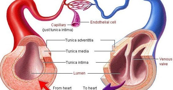 Detail Gambar Pembuluh Kapiler Nomer 48