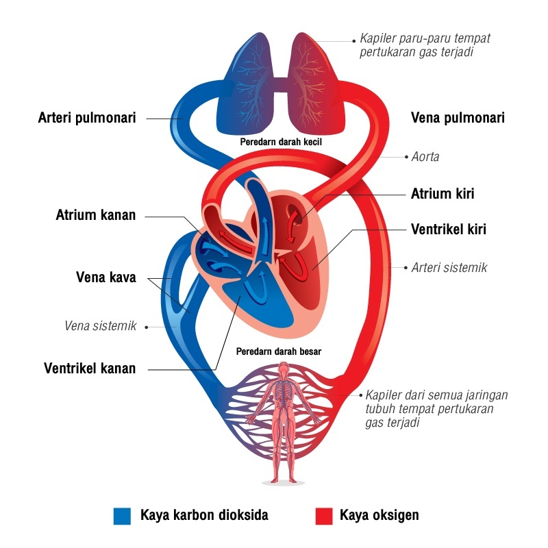 Detail Gambar Pembuluh Vena Nomer 2