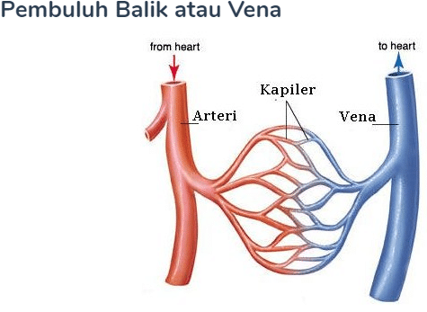 Detail Gambar Pembuluh Vena Nomer 14