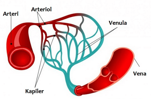 Detail Gambar Pembuluh Vena Nomer 19