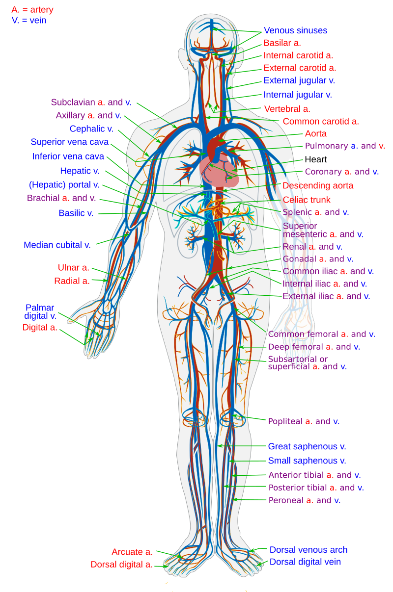 Detail Gambar Pembuluh Vena Nomer 27