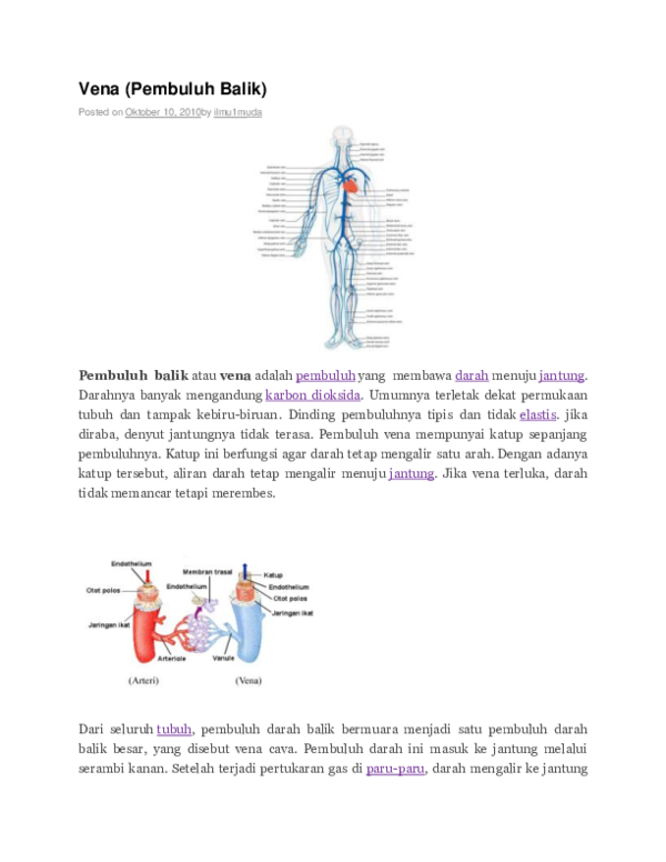 Detail Gambar Pembuluh Vena Nomer 31