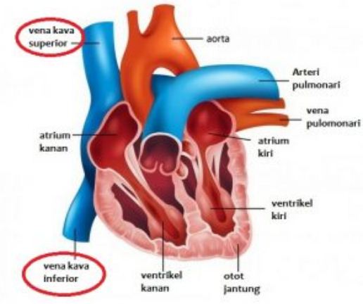 Detail Gambar Pembuluh Vena Nomer 34