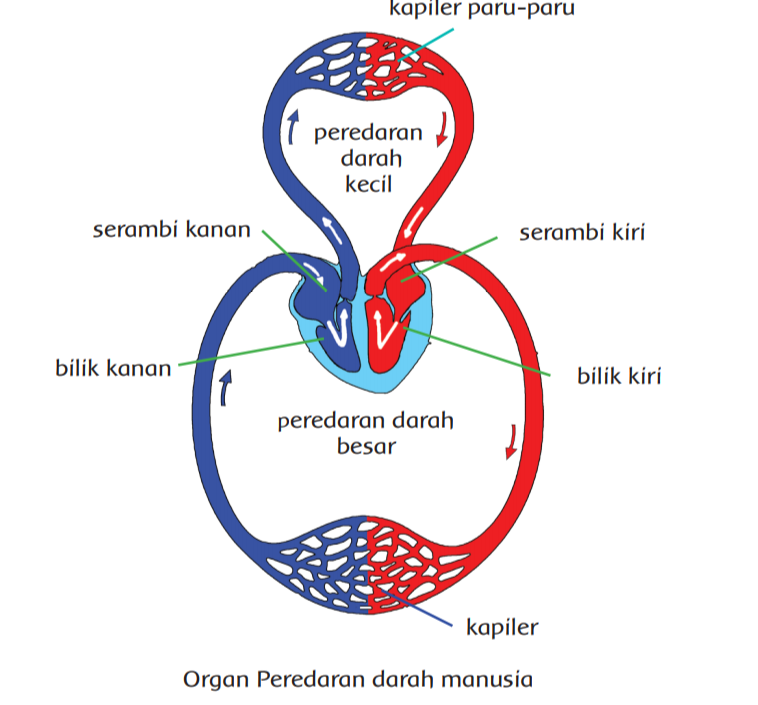 Detail Gambar Pembuluh Vena Nomer 38