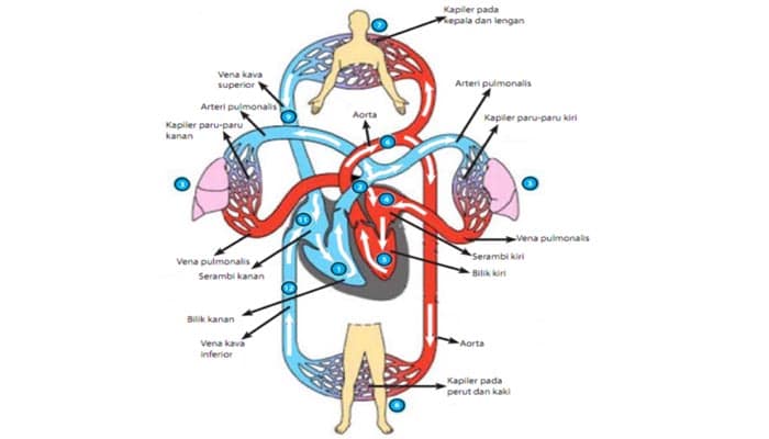 Detail Gambar Pembuluh Vena Nomer 39