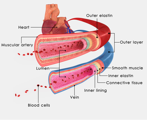 Detail Gambar Pembuluh Vena Nomer 41