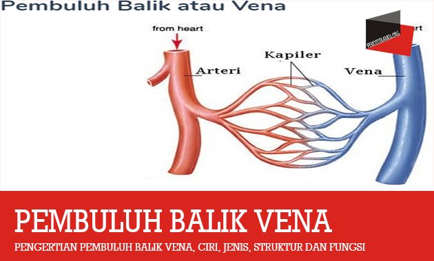 Detail Gambar Pembuluh Vena Nomer 43