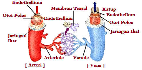 Detail Gambar Pembuluh Vena Nomer 48