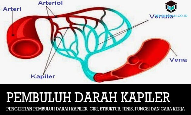 Detail Gambar Pembuluh Vena Nomer 50