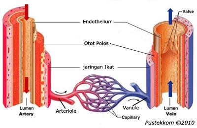 Detail Gambar Pembuluh Vena Nomer 52