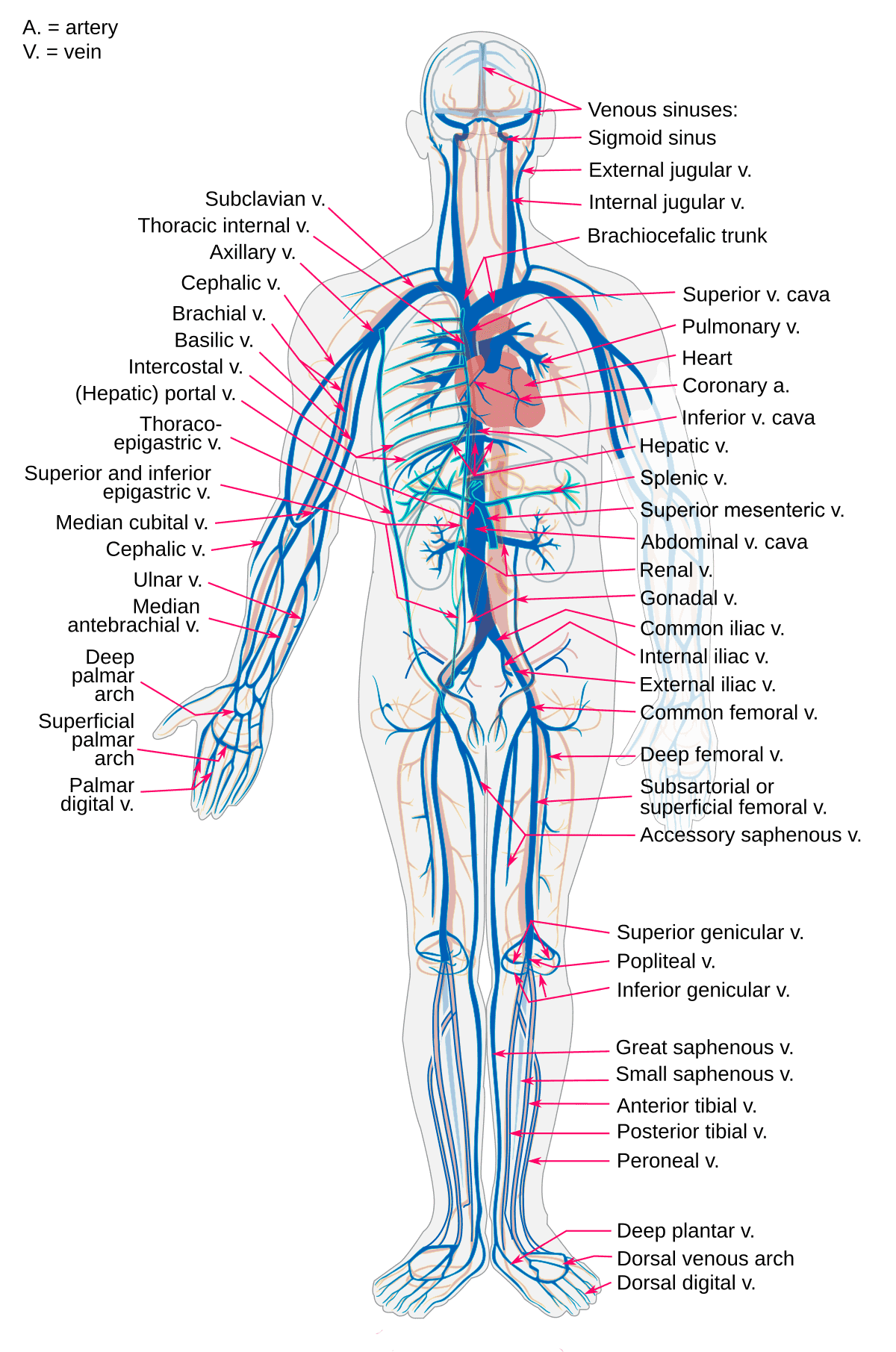 Detail Gambar Pembuluh Vena Nomer 8