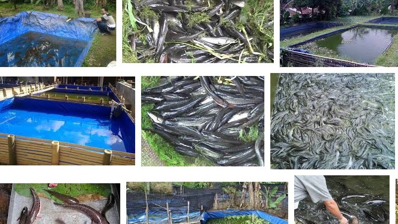 Detail Gambar Pemeiharaan Ikan Diterpal Nomer 40