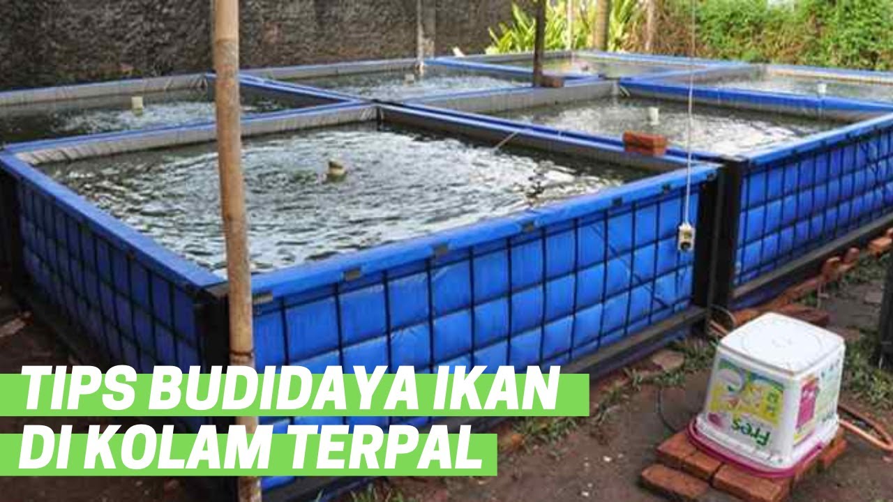 Detail Gambar Pemeliharaan Ikan Di Terpal Nomer 2