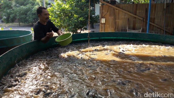 Detail Gambar Pemeliharaan Ikan Di Terpal Nomer 4