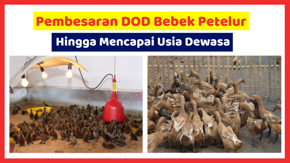 Detail Gambar Pemeliharaan Pakan Bebek Petelur Nomer 2