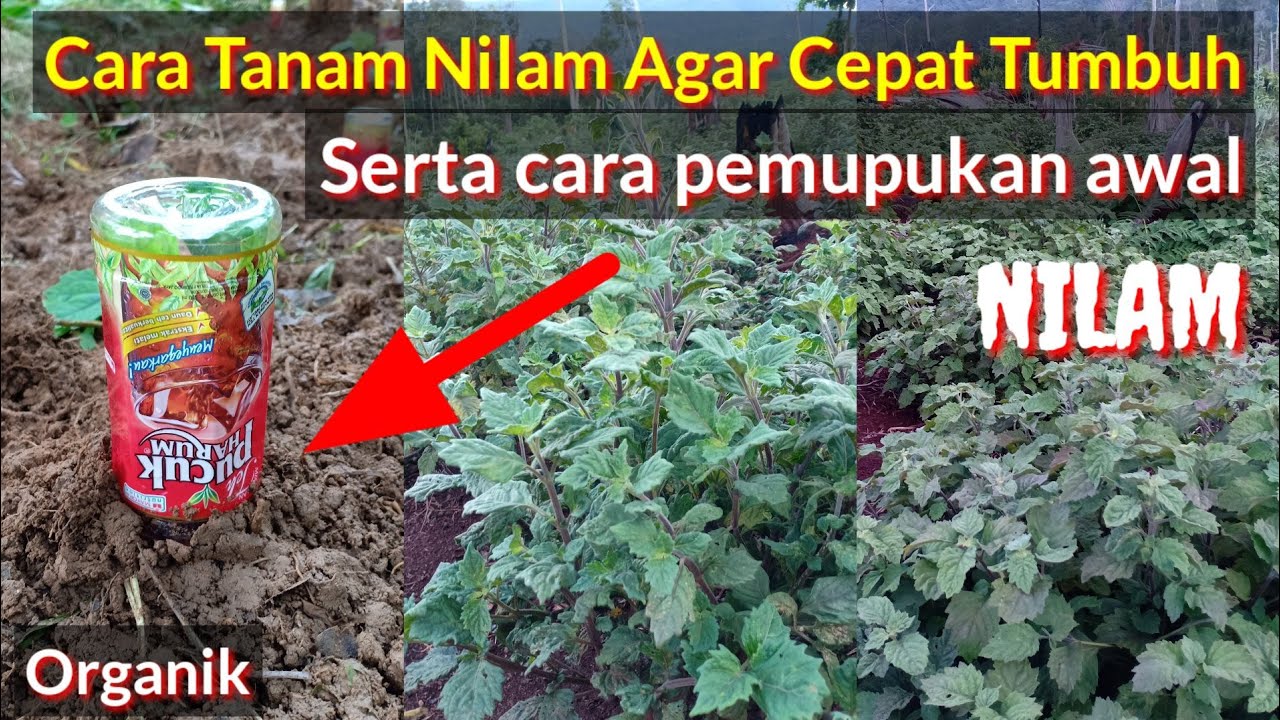 Detail Gambar Pemeliharaan Tanaman Nilam Nomer 12