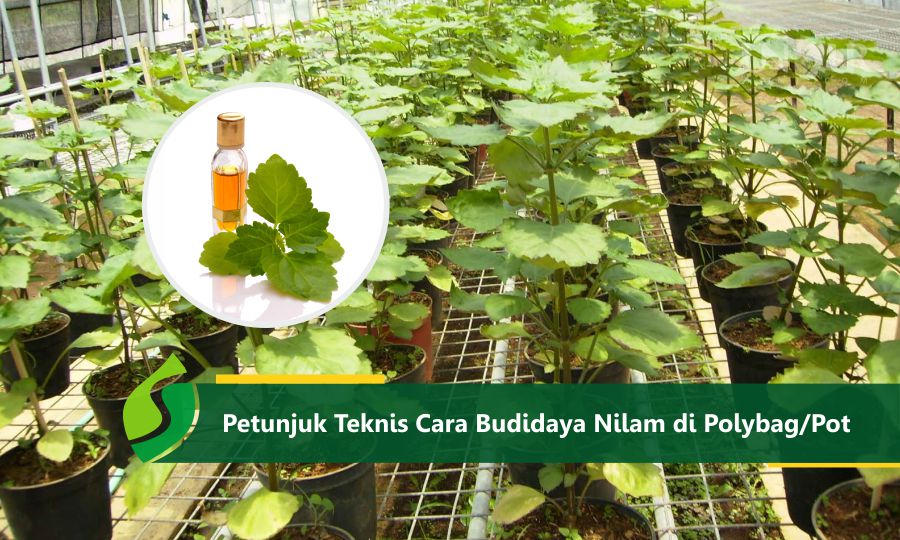 Detail Gambar Pemeliharaan Tanaman Nilam Nomer 8