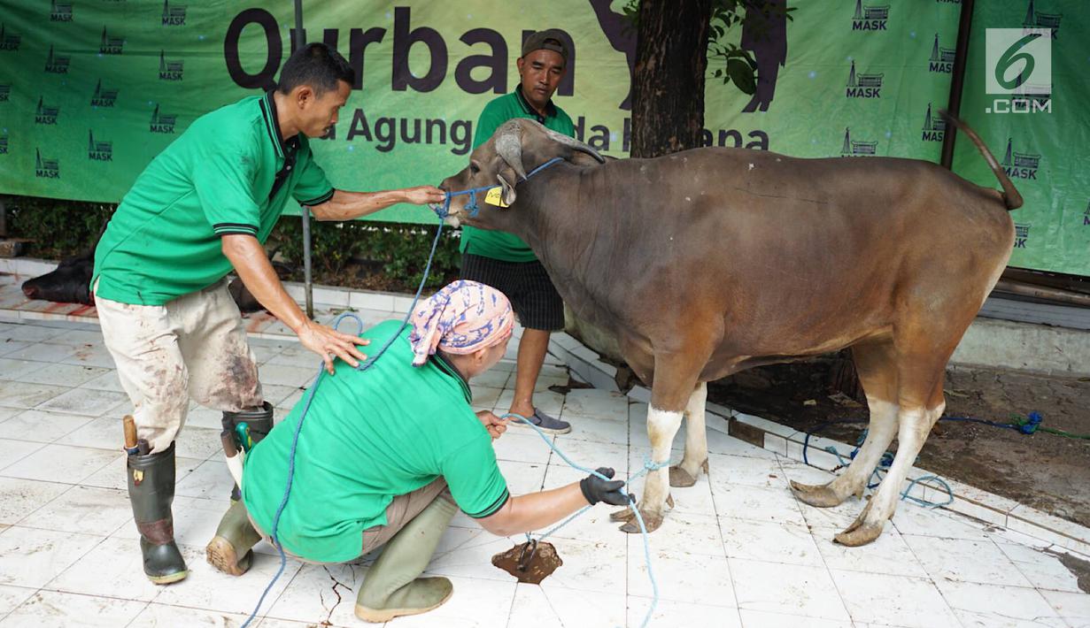 Detail Gambar Pemotongan Hewan Kurban Nomer 20