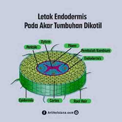 Detail Gambar Penampang Akar Dikotil Nomer 18