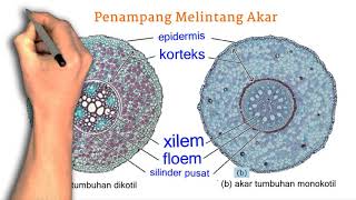 Detail Gambar Penampang Akar Dikotil Nomer 22