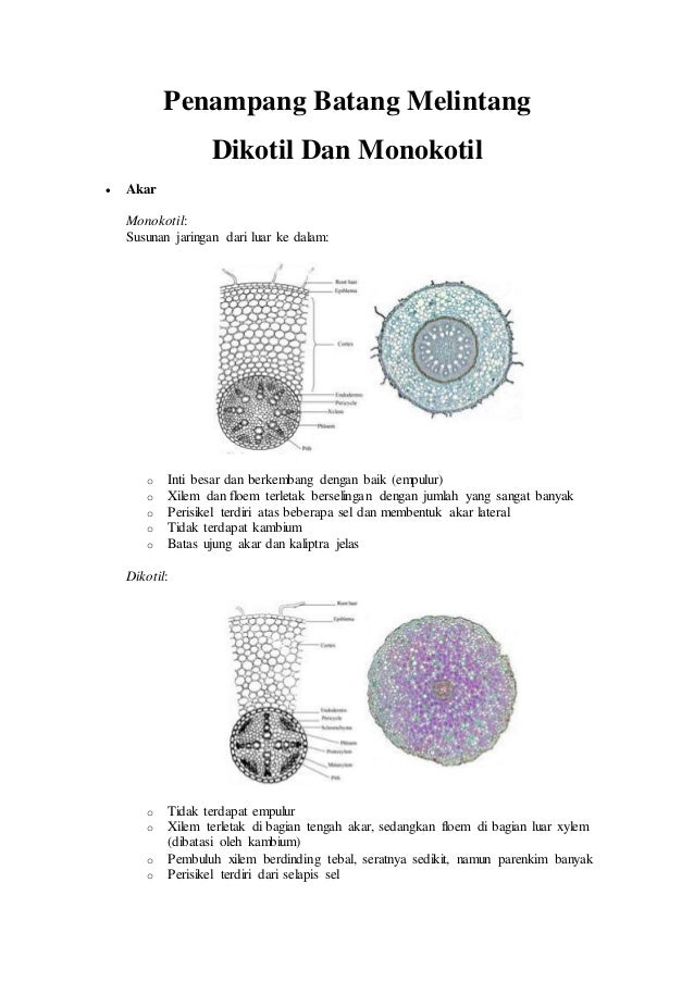 Detail Gambar Penampang Akar Dikotil Nomer 23