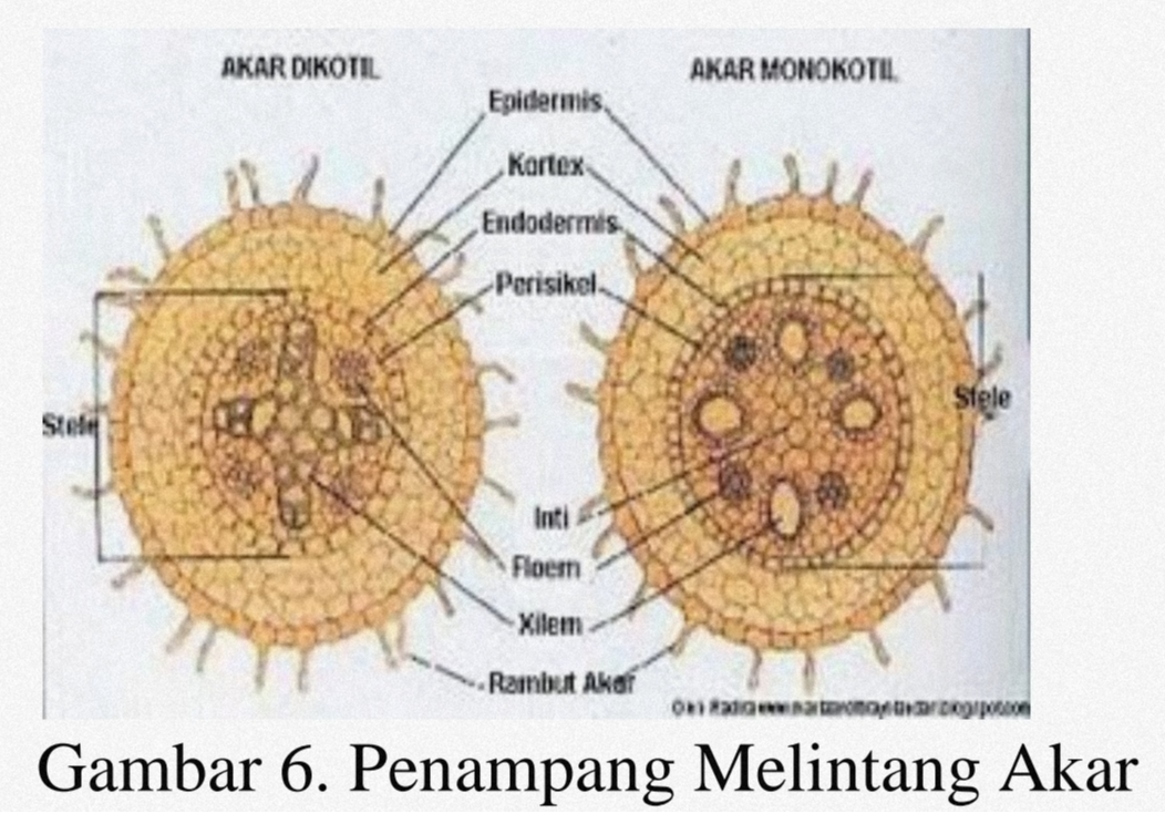 Detail Gambar Penampang Akar Dikotil Nomer 28