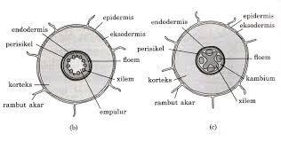 Detail Gambar Penampang Akar Dikotil Nomer 6