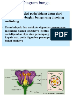 Detail Gambar Penampang Bunga Nomer 23