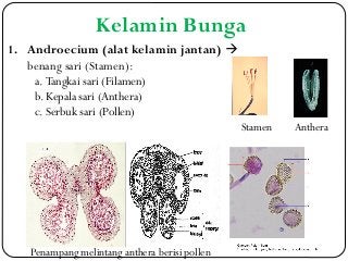 Detail Gambar Penampang Bunga Nomer 40