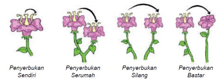 Detail Gambar Penampang Bunga Nomer 51