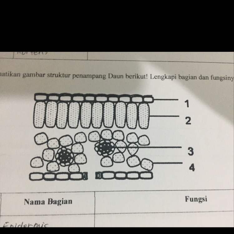 Detail Gambar Penampang Daun Nomer 2