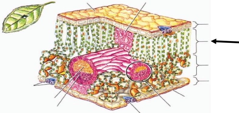 Detail Gambar Penampang Daun Nomer 34