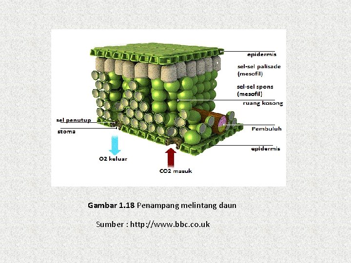 Detail Gambar Penampang Daun Nomer 35