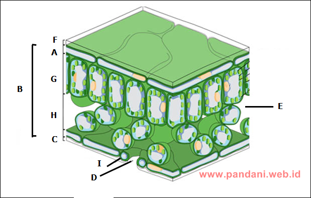 Detail Gambar Penampang Daun Dikotil Nomer 13