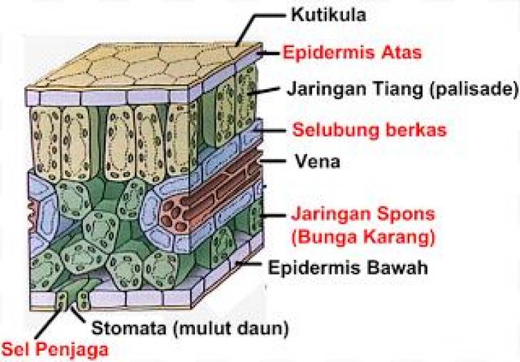 Detail Gambar Penampang Daun Dikotil Nomer 35