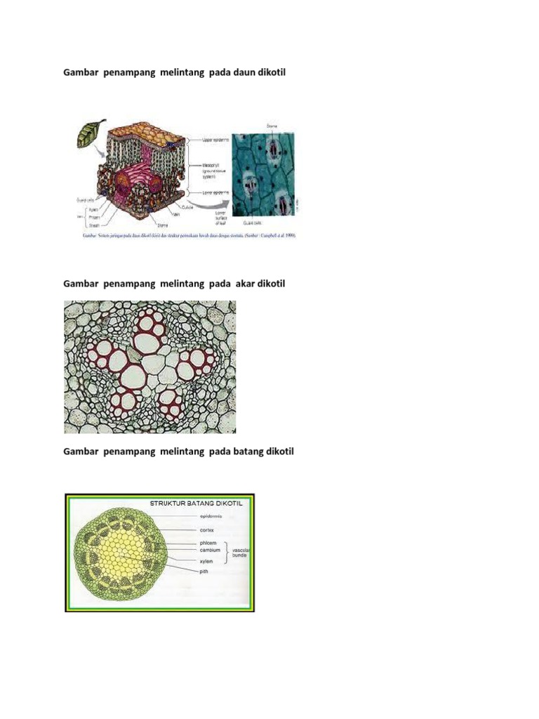 Detail Gambar Penampang Daun Dikotil Nomer 39