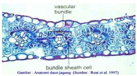 Detail Gambar Penampang Daun Dikotil Nomer 41