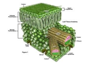 Detail Gambar Penampang Daun Monokotil Nomer 24