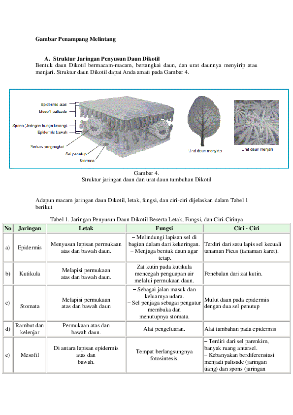 Detail Gambar Penampang Daun Monokotil Nomer 44