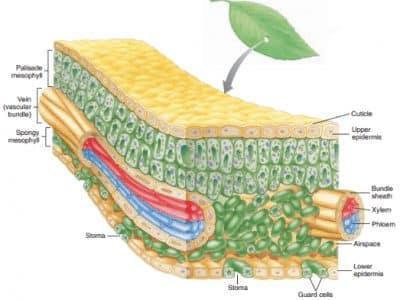 Detail Gambar Penampang Daun Tumbuhan Bunga Matahari Nomer 3