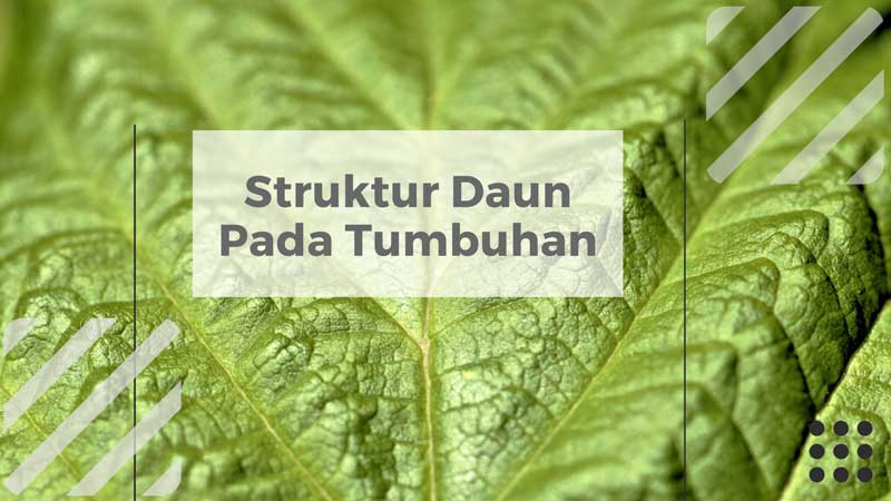 Detail Gambar Penampang Daun Tumbuhan Bunga Matahari Nomer 35