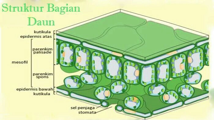 Detail Gambar Penampang Daun Tumbuhan Bunga Matahari Nomer 51